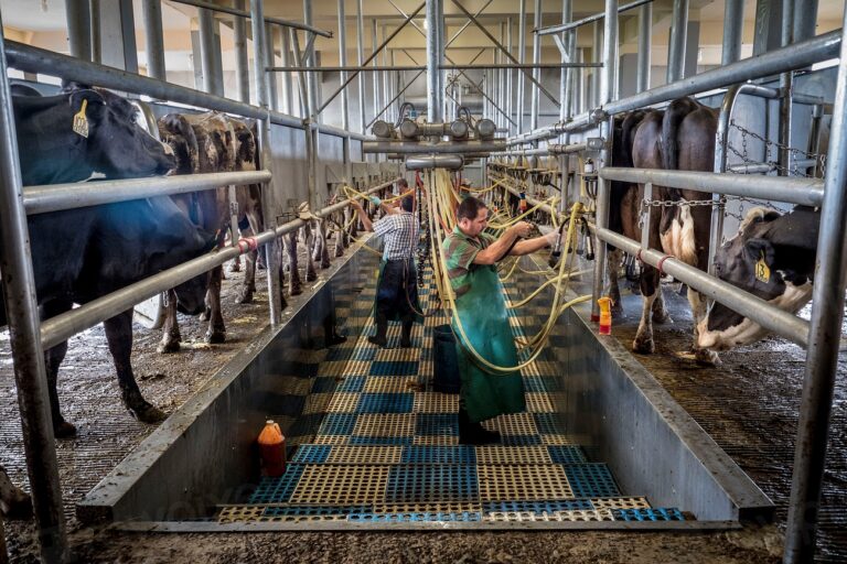 Dairy Farm Helper Jobs in Italy: Requirements, Duties and Opportunities