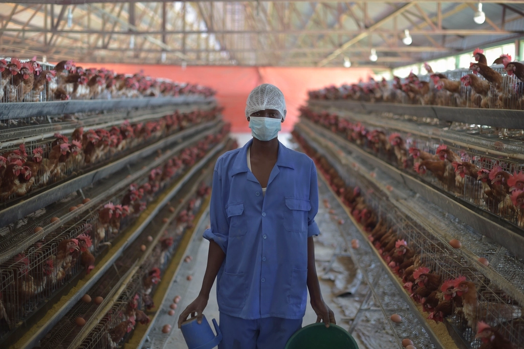 Poultry Farm Jobs in Italy: Roles, Requirements and Opportunities Poultry Farm Jobs in Italy: Roles, Requirements and Opportunities